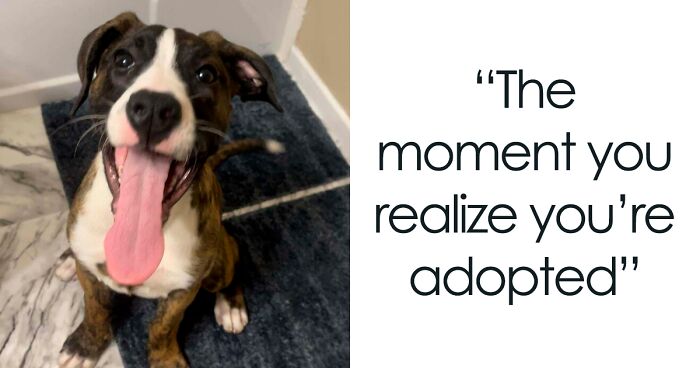 135 Precious Pets Who Found Their Forever Families This Month (June Edition)