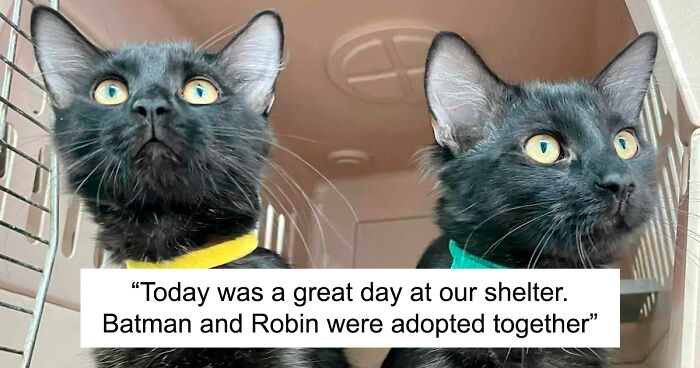 t’s Time For The Most Adorable Pet Adoption Pics This Month (June Edition)