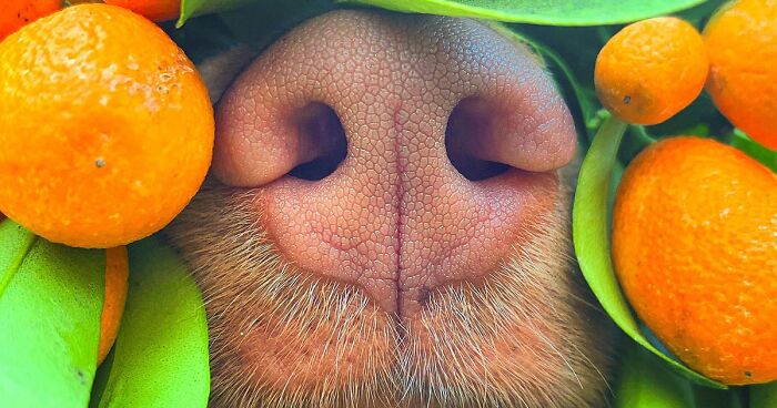 Meet Milo, The Charming Dog King Of Butterflies, Captured In Cute Garden Photos (37 Pics)