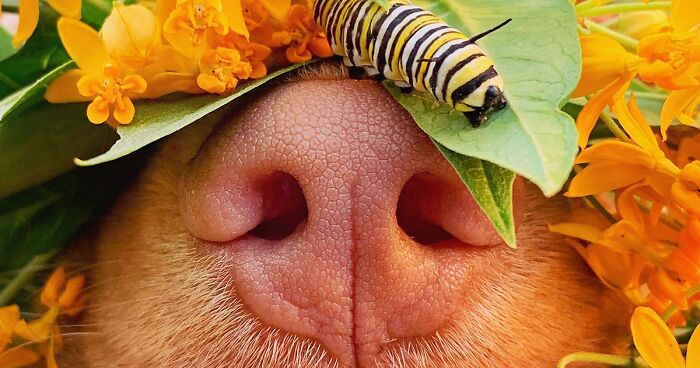 Meet Milo, The Charming Dog King Of Butterflies, Captured In Cute Garden Photos (37 Pics)