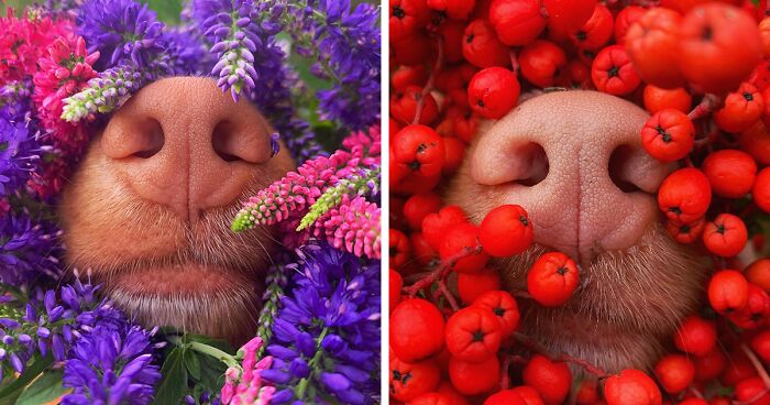 Milo's Nose Peeking Through Flowers In Adorable Photos (37 Pics)