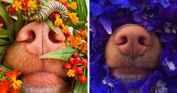 Meet Milo, The Charming Dog King Of Butterflies, Captured In Cute Garden Photos (37 Pics)