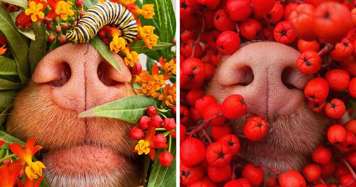 Meet Milo, The Charming Dog King Of Butterflies, Captured In Cute Garden Photos (37 Pics)