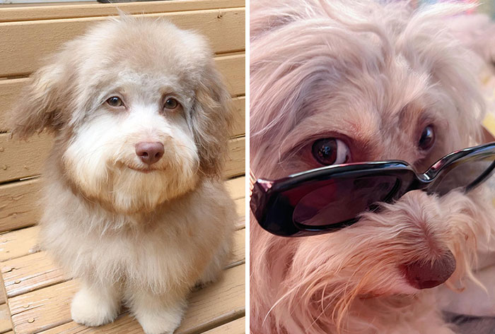 This Dog’s Expressive Features Are Melting Hearts Online