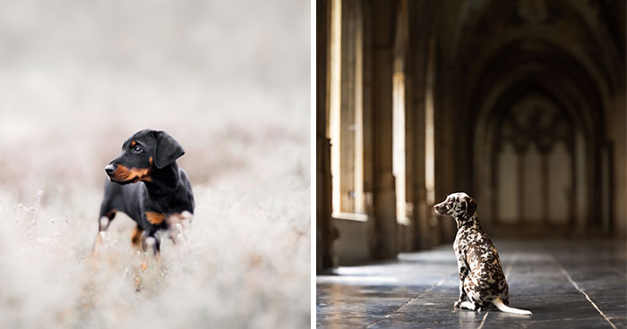 My 27 Photos Of Dogs That I Took In Atmospheric Surroundings