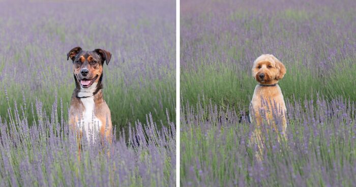 My Collection Of Photos Of Dogs In Lavender Fields That I Took (21 Pics)