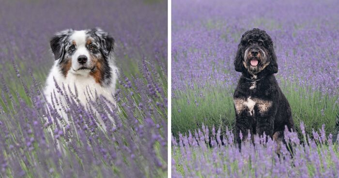 My Collection Of Photos Of Dogs In Lavender Fields That I Took (21 Pics)