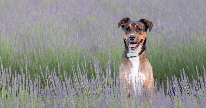 My Collection Of Photos Of Dogs In Lavender Fields That I Took (21 Pics)