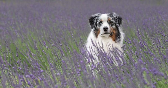 Fur And Flowers: My 21 Photos Of Dogs In The Lavender Fields