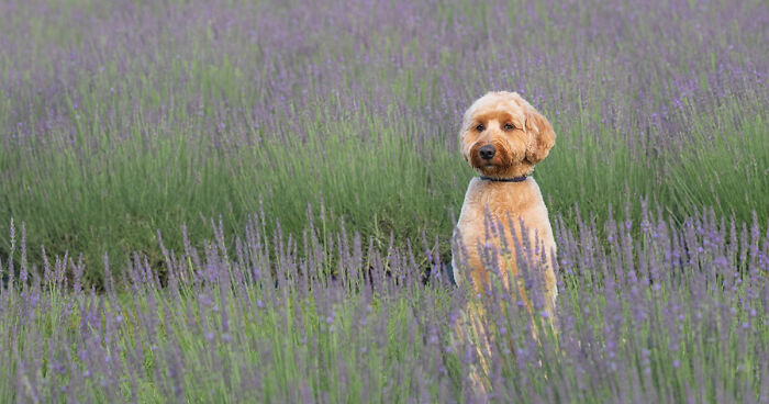 My Collection Of Photos Of Dogs In Lavender Fields That I Took (21 Pics)