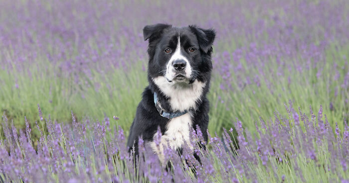 My Collection Of Photos Of Dogs In Lavender Fields That I Took (21 Pics)