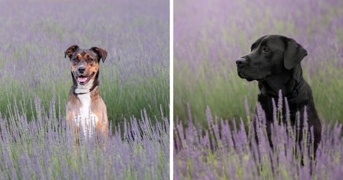 21 Dogs That Posed For Me Among Lavenders In Blooming Season