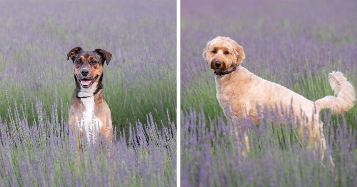 My Collection Of Photos Of Dogs In Lavender Fields That I Took (21 Pics)