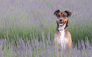 Fur And Flowers: My 21 Photos Of Dogs In The Lavender Fields