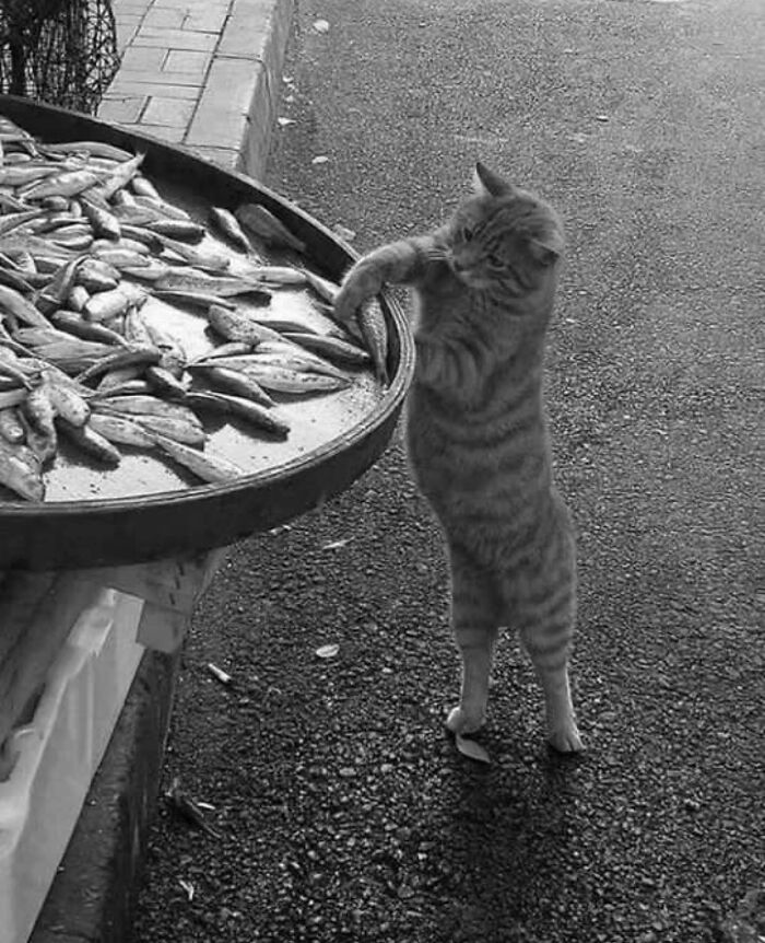 The Best Cat Photographs According To The Street Photographers Foundation (33 Pics)