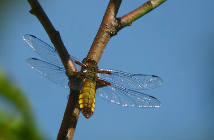 A Dragonfly In My Garden