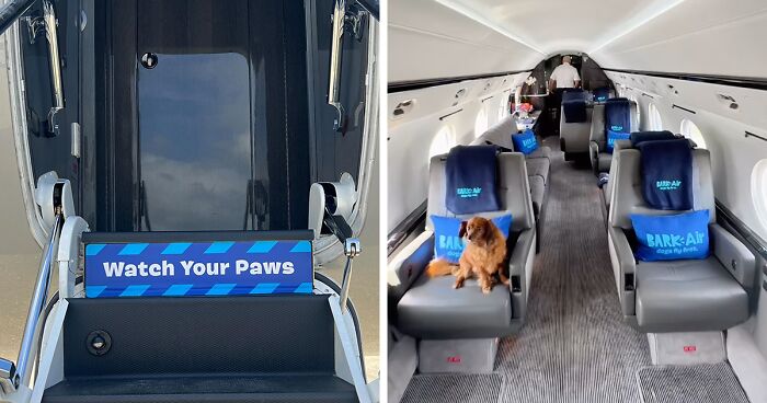 Bark Air, Where Dogs Rule The Skies In Luxury With A New Airline Designed For Them