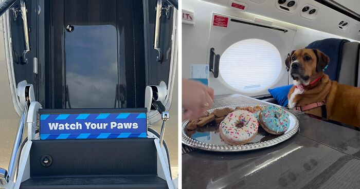 Bark Air, Where Dogs Rule The Skies In Luxury With A New Airline Designed For Them