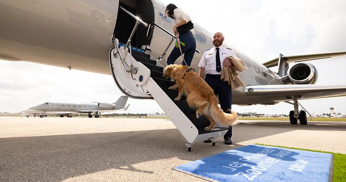 Airline Launches First Dog-Friendly Flights Where They Are Treated As Royalty