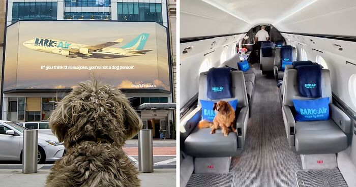 Dogs-First: Bark Air Is Here To Give Your Pet A Luxury Flying Experience