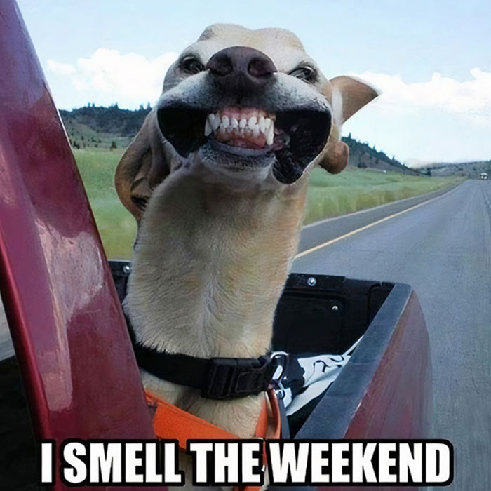 A smiling dog in the car who can smell the weekend.