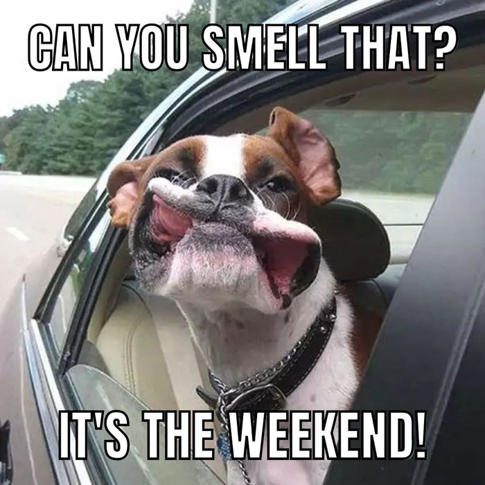 The dog is sticking its head out of the car and smelling the weekend air.
