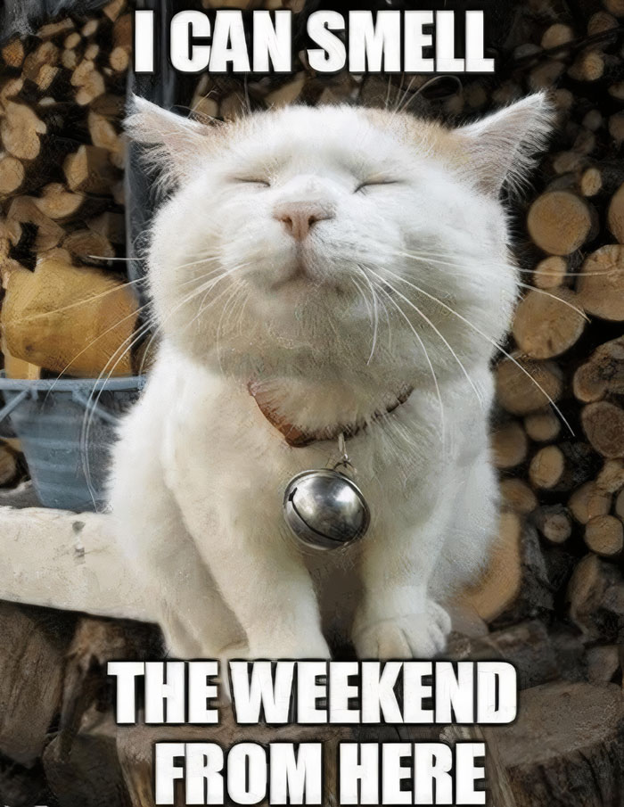 A white cat is smelling the weekend.