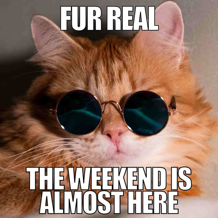 Ginger cat with sunglasses is ready for the weekend to relax.
