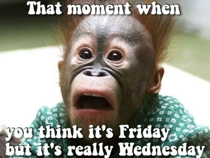 A little monkey is in shock that it is not Friday.