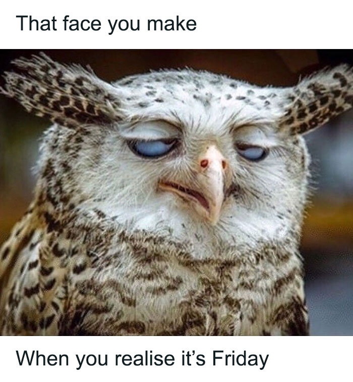 An owl with blue eyes looking surprised, captioned "that face you make when you realize it's Friday".