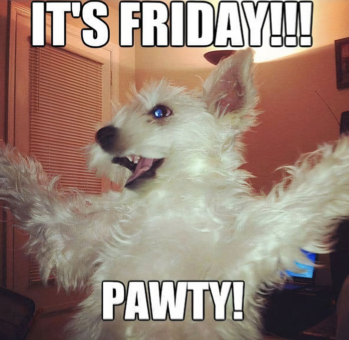 Happy white dog on Friday.