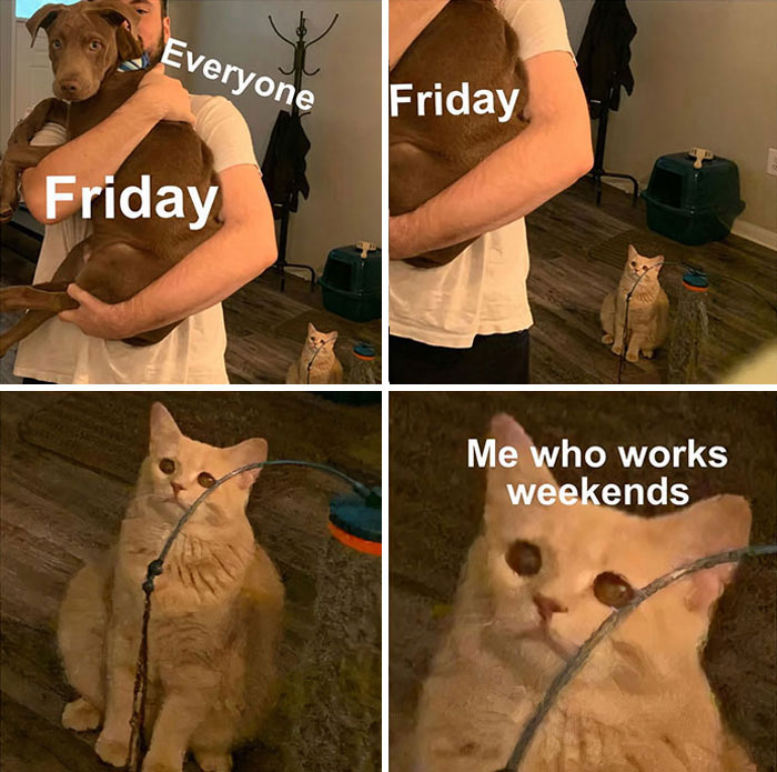 Cat who works on weekends looks on a dog who is representing Friday