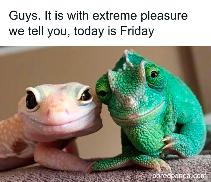 Two chameleons stacked on top of each other, one looking up, one looking down. Friday meme.