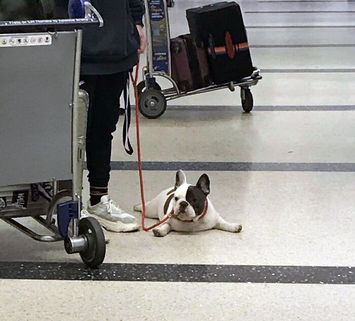 This Puppy At The Airport Yesterday