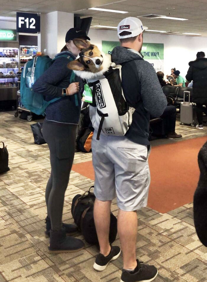 Porter Being A Very Good Boy At The Airport