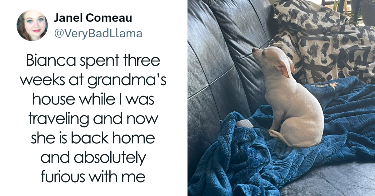 30 Of The Funniest Posts Cat And Dog Owners Shared This Month | Bored Panda