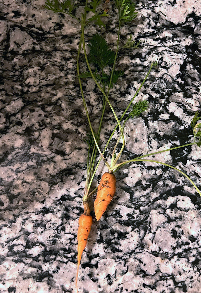Wife Planted A Large Amount Of Vegetables And Fruits In Her Homemade Garden This Summer. These Two Carrots Were The Only Harvest