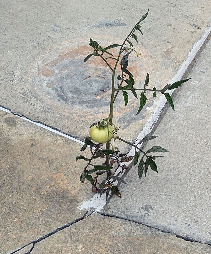 My Wife's Attempts At Growing Tomatoes Always Fail. Seeing This Didn't Help