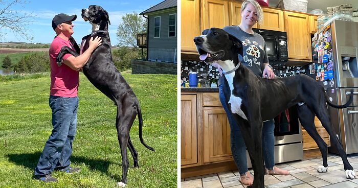 Meet Kevin, A Dog That Once Held The Guinness Record Of “Tallest Living Dog”