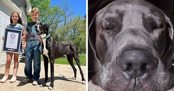 Kevin At 3 Feet, 2 Inches Tall, Was Named As Tallest Living Dog By Guinness World Records