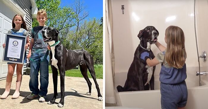 Meet Kevin, The World’s Tallest Living Dog From West Des Moines, Iowa