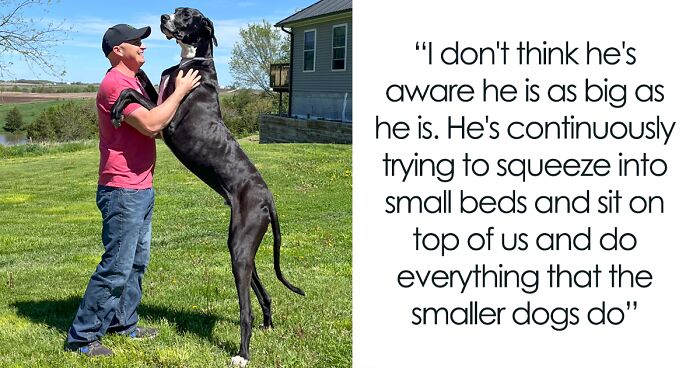 This ‘Gentle Giant’ Great Dane Is Officially Recognized As The World’s Tallest Living Dog