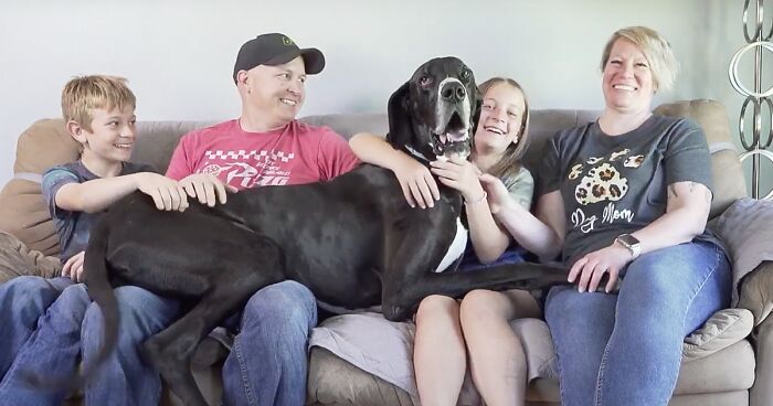 Meet Kevin, The World’s Tallest Living Dog, Who Loves To Lounge Around And Cuddle