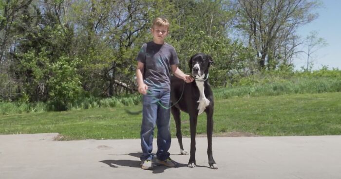 Meet Kevin, The World’s Tallest Living Dog From West Des Moines, Iowa