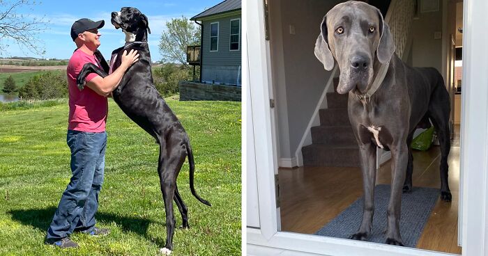 Kevin, A 4-Year-Old Great Dane, Has Been Named The World’s Tallest Living Dog