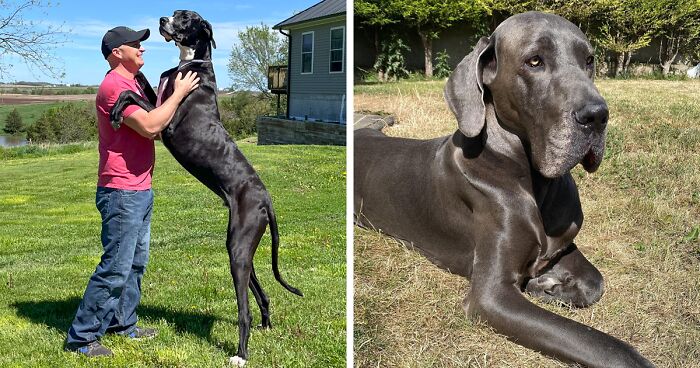 Meet Kevin, The World’s Tallest Living Dog From West Des Moines, Iowa