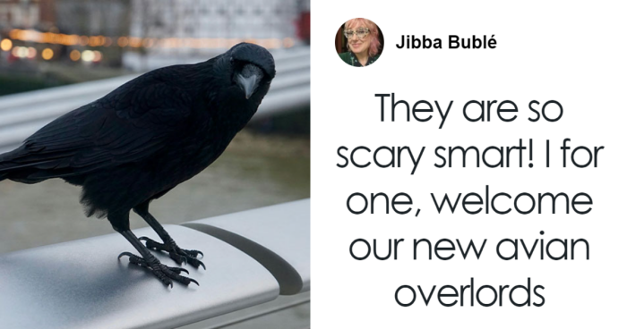 Groundbreaking Study Reveals Crows Can Count—And Out Loud, No Less