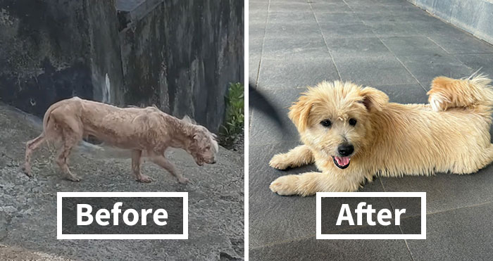Dog Looks Unrecognizable In Two Months After Getting Rescued And Growing Beautiful Blonde Fur