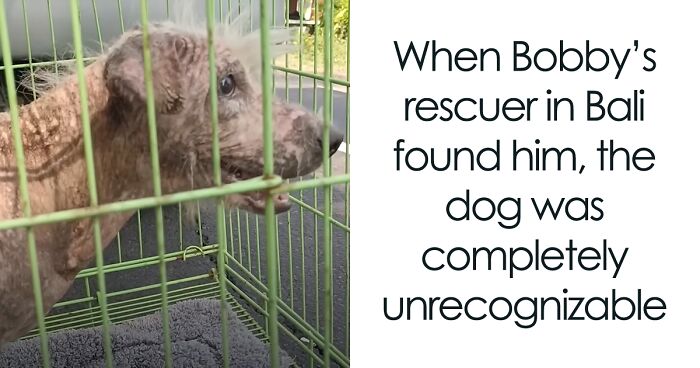 Inspiring Rescue Transformation Story Of A Dog That Went From Bald And Fearful To Cute Cuddle Bear