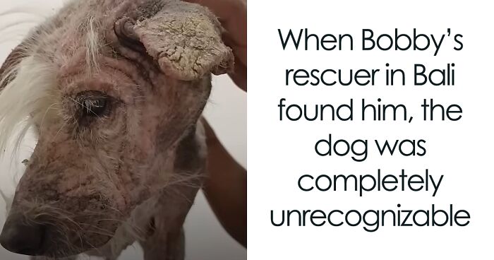 The Unrecognizable Transformation Of A Rescued Dog That Went From Bald To Blonde